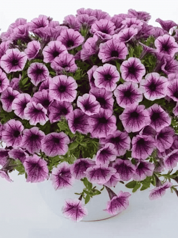 Петуния Littletunia Pink Splash (Кашпо)