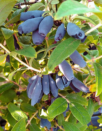 Жимолость съедобная Бажовская