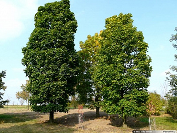 Клён остролистный Columnare