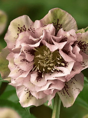 Морозник восточный Double Ellen Pink Spotted