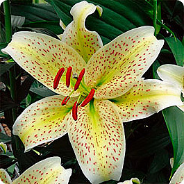 Лилия азиатская Йеллоу Тайгер
