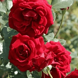 Роза плетистая Nahelglut