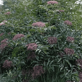 Бузина черная Chocolate Marzipan