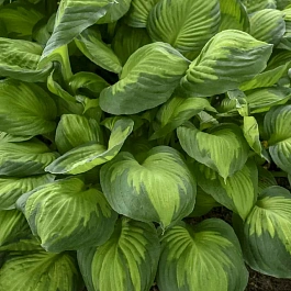 Хоста Capitan Kirk