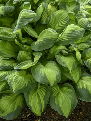 Хоста Capitan Kirk