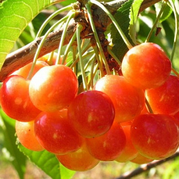Черешня Соперница