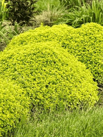 Душица обыкновенная Gold nugget