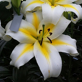 Лилия ОТ-гибрид Бадлайт