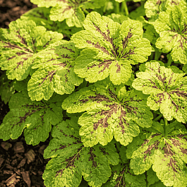Гейхерелла Yellowstone  falls