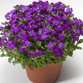 Аубриета Audrey Deep Blue Shades