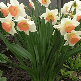 Нарцисс Pink Charm