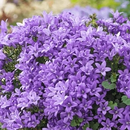 Колокольчик Портеншлага Blue Magic