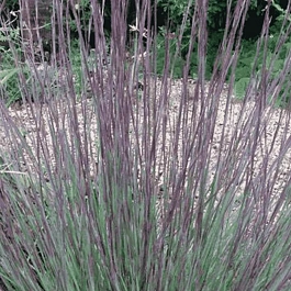 Схизахириум метельчатый Prairie Blues