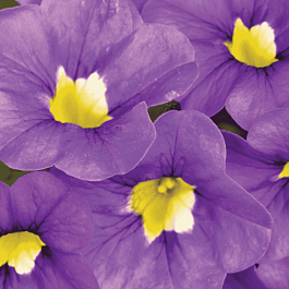 Калибрахоа  Cabaret Indigo (кашпо)