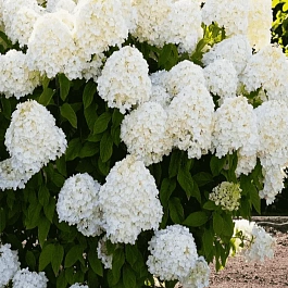 Гортензия метельчатая Summer Snow