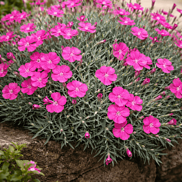 Гвоздика гратианополитанская Babi Lom