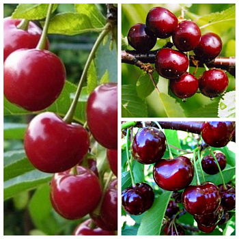 Дерево-сад (3-4 летка) вишня 3 сорта Любская-Шоколадница-Ночка Дерево-сад (3-4 летка) вишня 3 сорта Любская-Шоколадница-Ночка