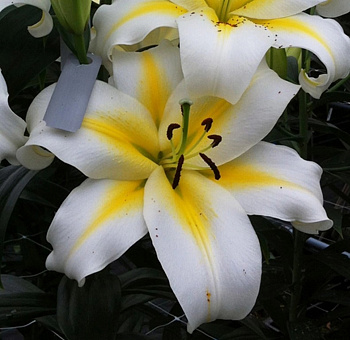 Лилия ОТ-гибрид Бадлайт