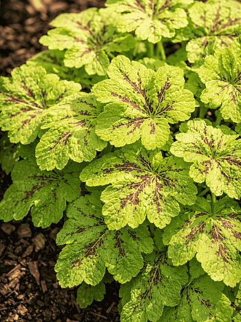Гейхерелла Yellowstone  falls