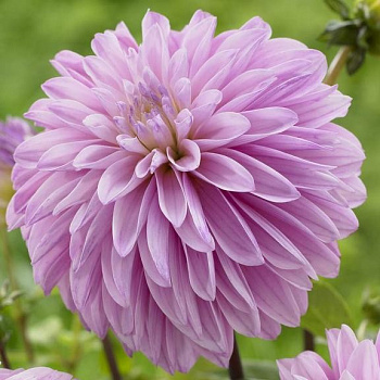 Георгина декоративная Парадайс Сити