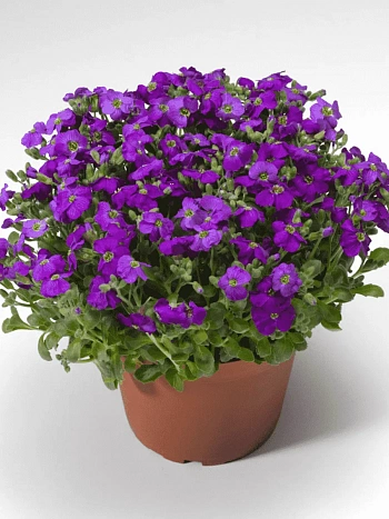 Аубриета Audrey Deep Blue Shades