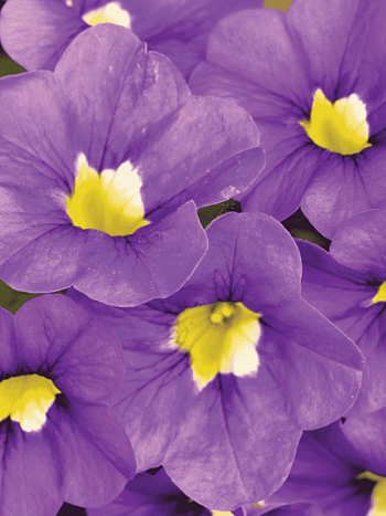 Калибрахоа  Cabaret Indigo (кашпо)