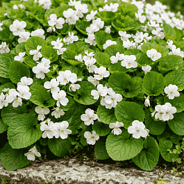 Виола душистая Alba