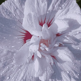 Гибискус China Chiffon