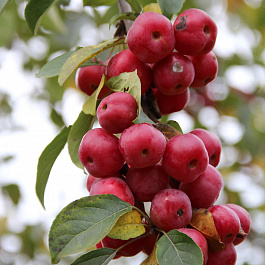 Яблоня декоративная Ред Обелиск Яблоня декоративная Ред Обелиск