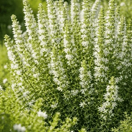 Иссоп лекарственный Albus