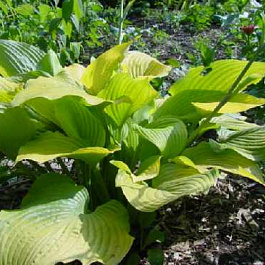 Хоста гибридная Голден Вафлс