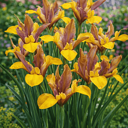 Ирис германский Bronze Charm