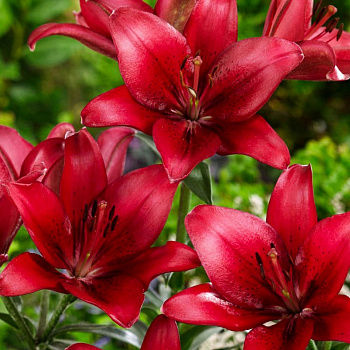 Лилия азиатская Ред Хайленд