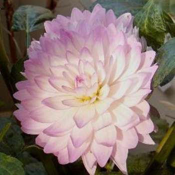 Георгина Декоративная Бисти