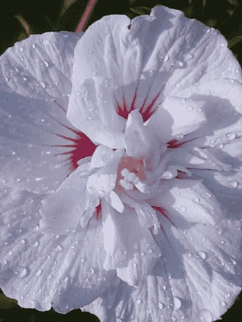 Гибискус China Chiffon