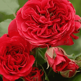 Роза Флорибунда Red Leonardo da Vinci