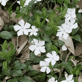 Барвинок малый Elisa