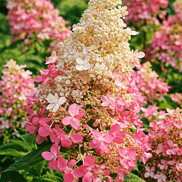 Гортензия метельчатая Pink Queen