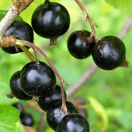 Смородина черная Грация