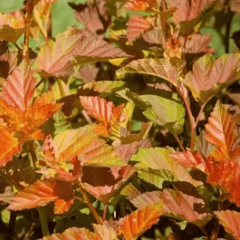 Пузыреплодник Amber Jubilee