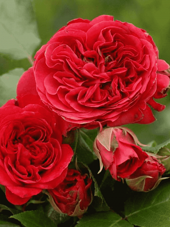 Роза Флорибунда Red Leonardo da Vinci