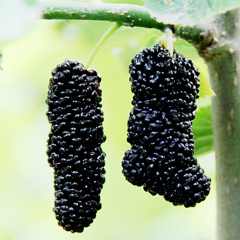 Шелковица Seedless