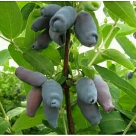 Жимолость съедобная Вечный зов