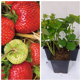 Земляника садовая Деройял НАБОР 3ШТ