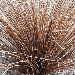 Осока власовидная Bronco