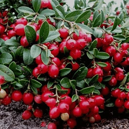 Брусника обыкновенная