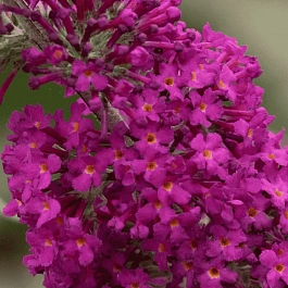 Буддлея давида Miss Ruby