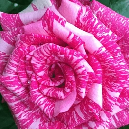 Роза Чайно-гибридная Pink Intuition