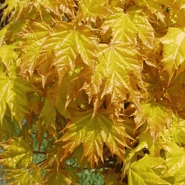 Клен остролистный Golden Globe