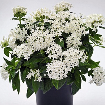 Пентас Граффити Вайт